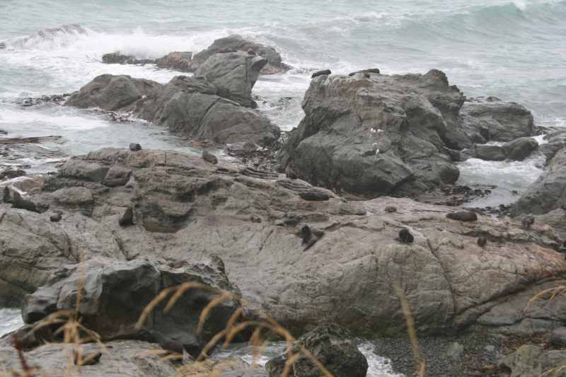 Nieuw-Zeeland 2011 - 1077